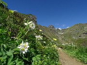 28 Sentiero 109 per i laghi fiorito 